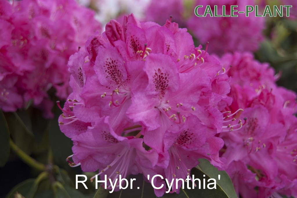 [RHCY30] RHODODENDRON 'CYNTHIA' (Pot, 30-40 cm)
