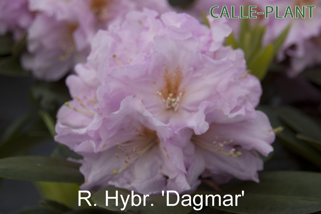 [RHDA30] RHODODENDRON 'DAGMAR' (Pot, 30-40 cm)