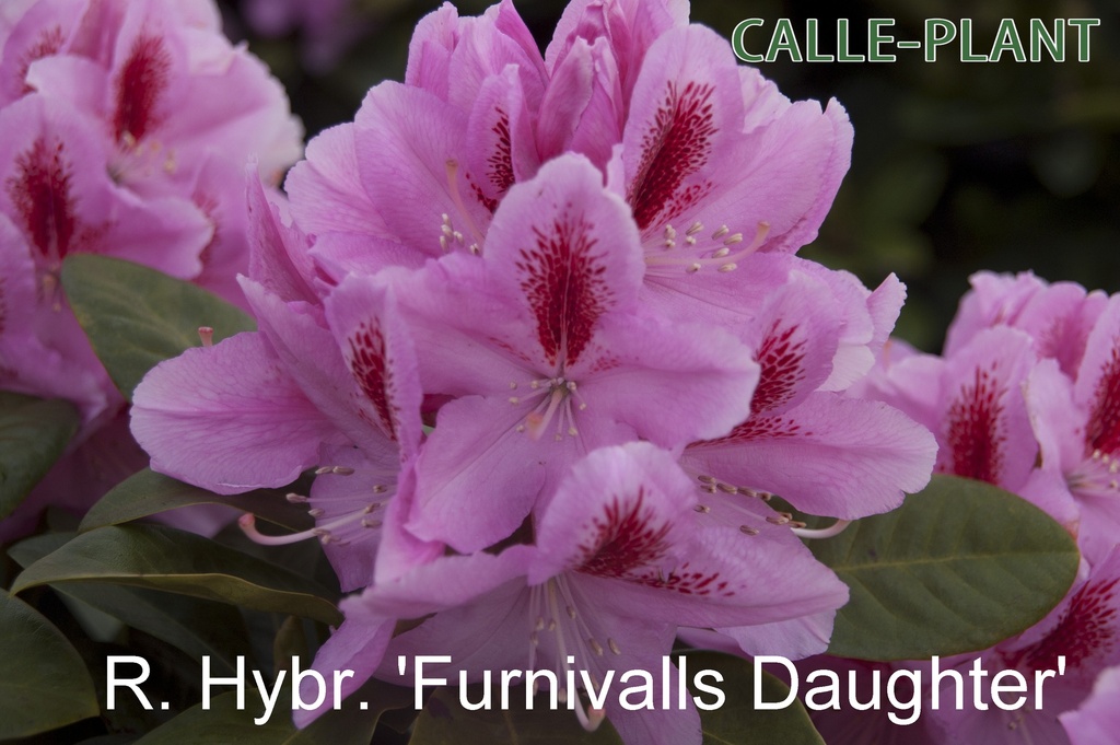 RHODODENDRON 'FURNIVALL'S DAUGHTER'