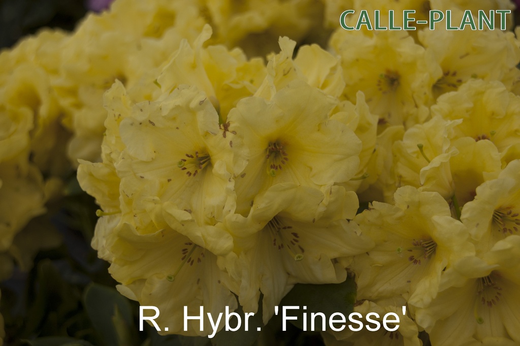 RHODODENDRON 'FINESSE' (20-25 CM)