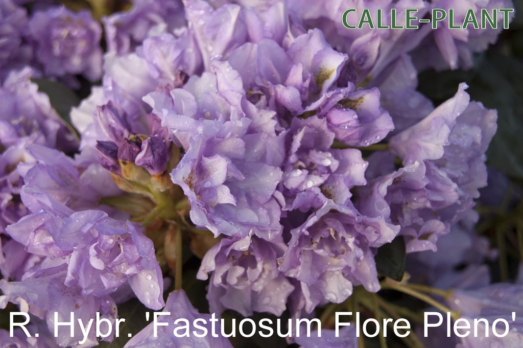 [RHFPL30] RHODODENDRON 'FASTUOSUM PLENUM' (30-40 cm)
