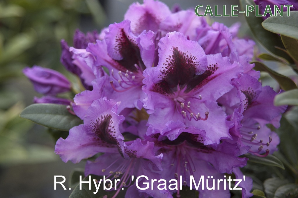 [RHGMA30] RHODODENDRON 'GRAAL MAURITZ' (Pot, 30-40 cm)