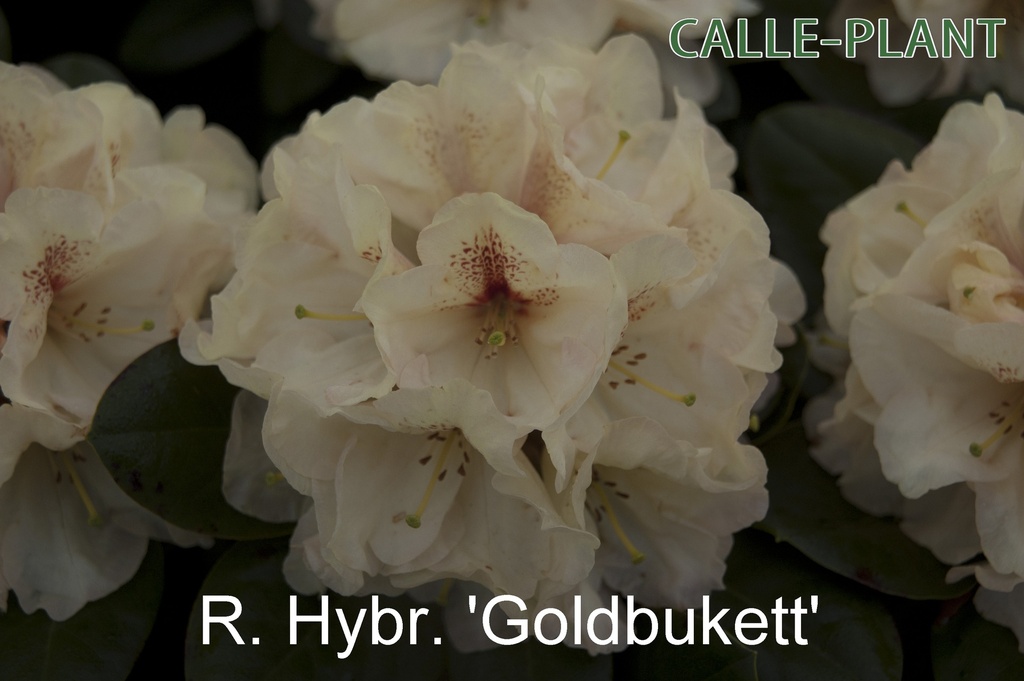 [RHGOL30] RHODODENDRON 'GOLDBUKETT' (Pot, 30-40 cm)