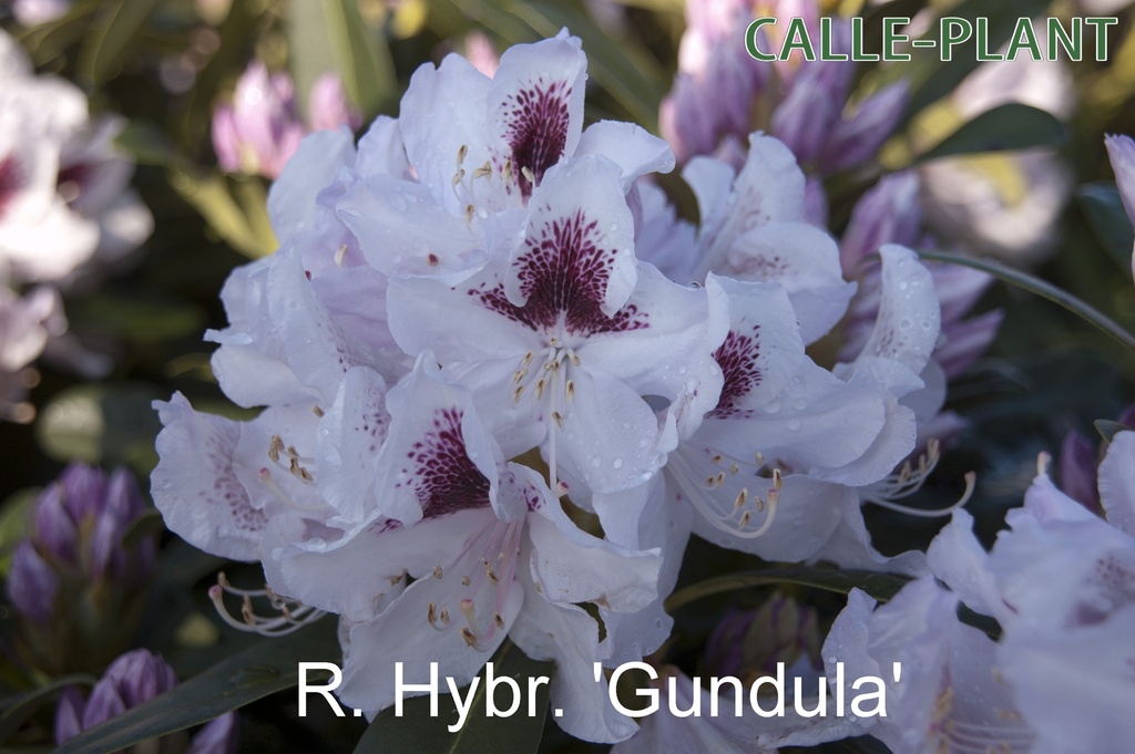 [RHGU30] RHODODENDRON 'GUNDULA' (Pot, 30-40 cm)