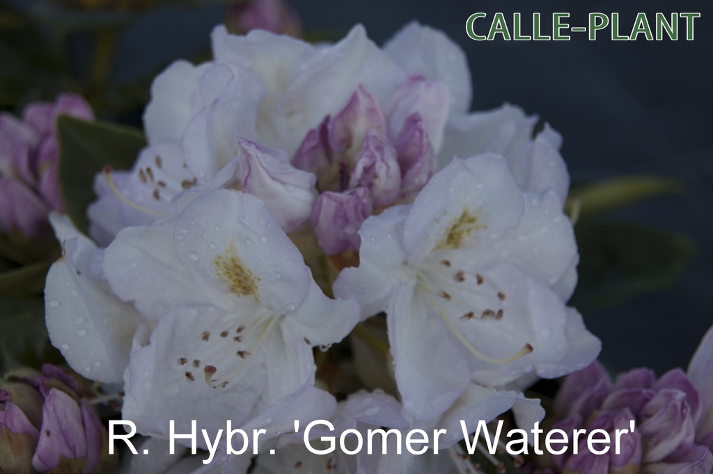 [RHGWA30] RHODODENDRON 'GOMER WATERER' (Pot, 30-40 cm)