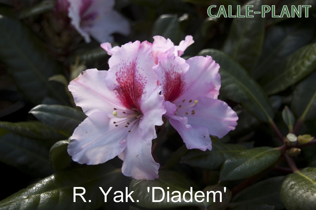 [RHDIA30] RHODODENDRON 'DIADEM' (Pot, 30-40 cm)