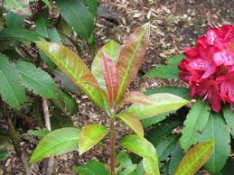 [RHJU30] RHODODENDRON 'JUNIFEUER' (Pot, 30-40 cm)