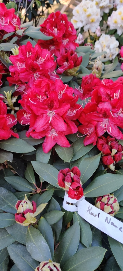 [RHKNA30] RHODODENDRON 'KARL NAUE' (30-40 cm)