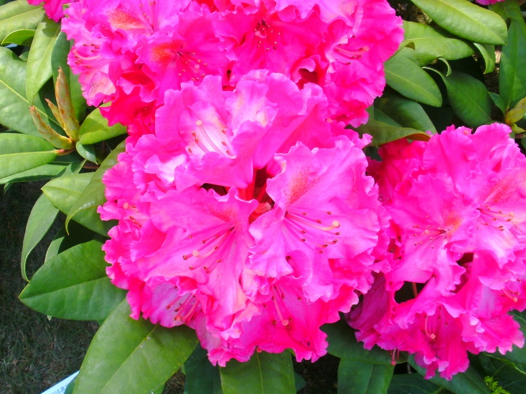 [RHKBE30] RHODODENDRON 'KIRSTEN BEGEER' (Pot, 30-40 cm)