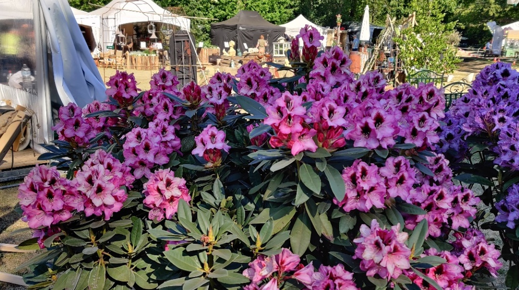 [RHKOK30] RHODODENDRON 'KOKARDIA' (30-40 cm)