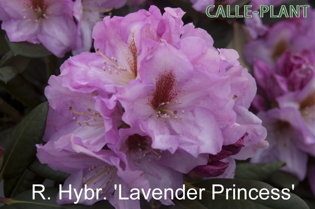 [RHLPR30] RHODODENDRON 'LAVENDER PRINCESS' (Pot, 30-40 cm)