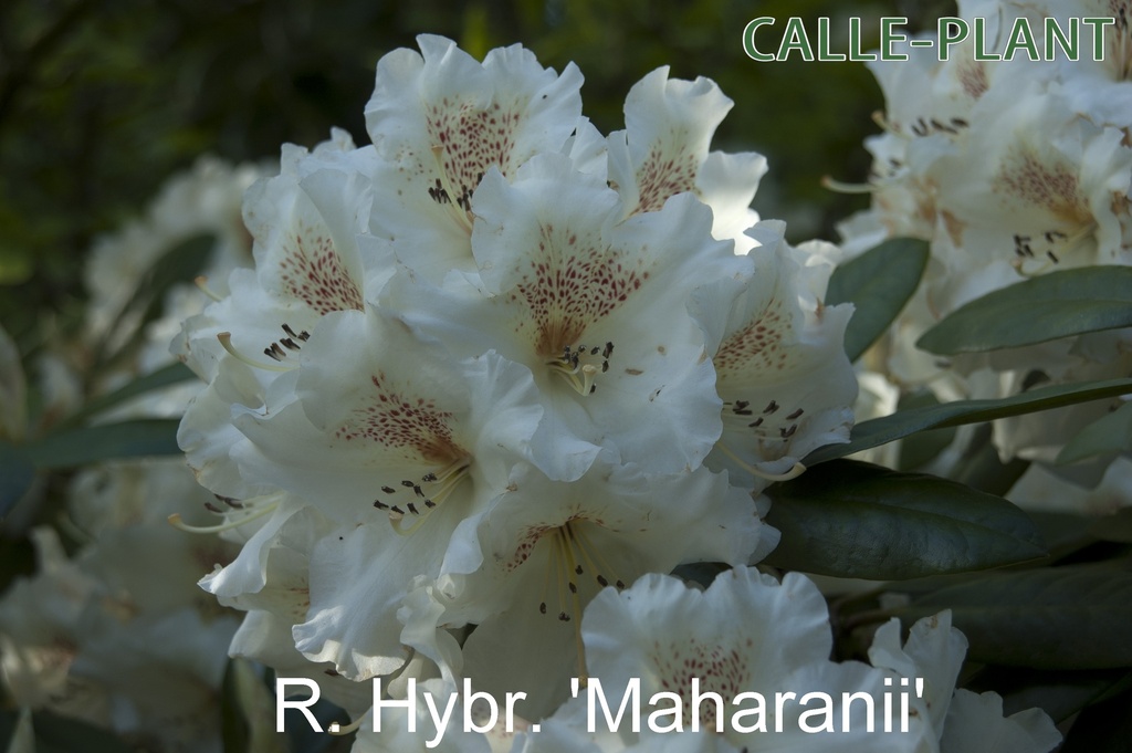 [RHMAH30] RHODODENDRON 'MAHARANI' (Pot, 30-40 cm)