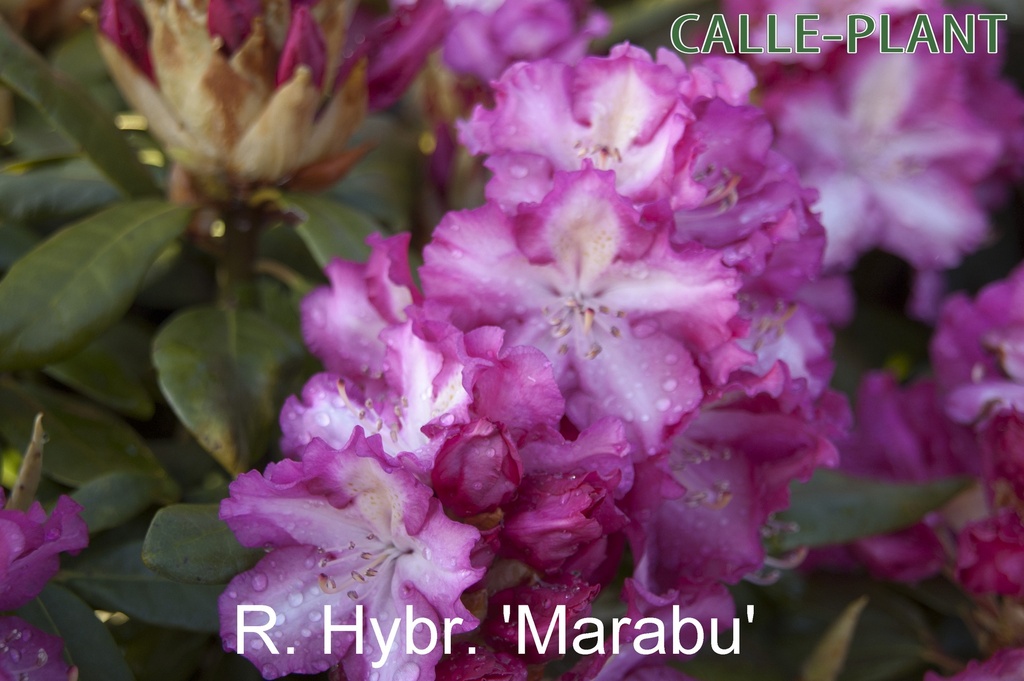 [RHMARA30] RHODODENDRON 'MARABU' (Pot, 30-40 cm)