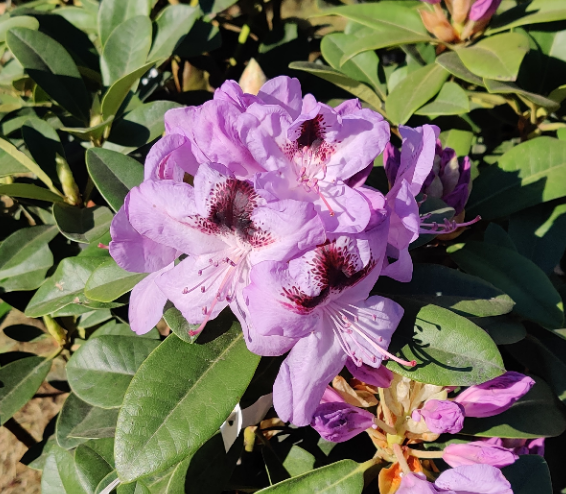 [RHME30] RHODODENDRON 'METALICA' (Pot, 30-40 cm)