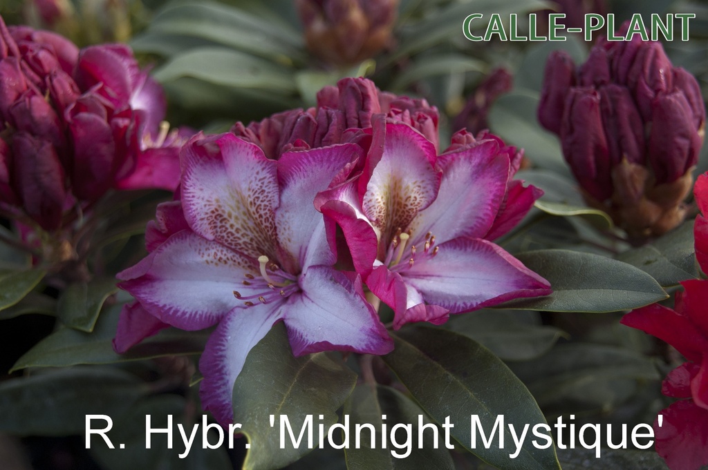 [RHMMY30] RHODODENDRON 'MIDNIGHT MYSTIQUE' (Pot, 30-40 cm)