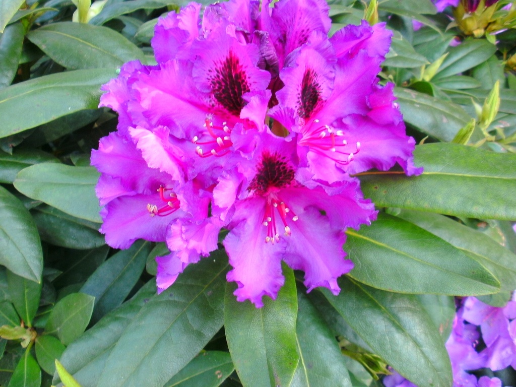[RHMO30] RHODODENDRON 'MOGAMBO' (30-40 cm)