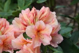 [RHNCA30] RHODODENDRON 'NORFOLK CANDY' (Pot, 30-40 cm)