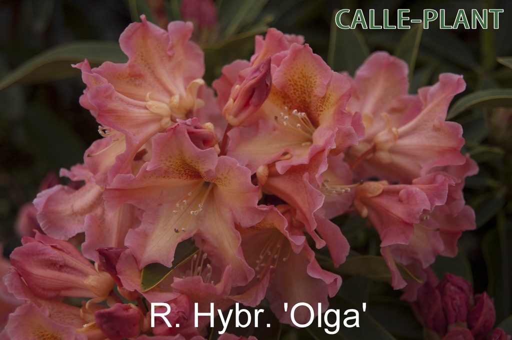 [RHOL30] RHODODENDRON 'OLGA' (Pot, 30-40 cm)