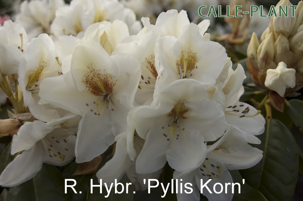 [RHPKO30] RHODODENDRON 'PHYLLIS KORN' (Pot, 30-40 cm)