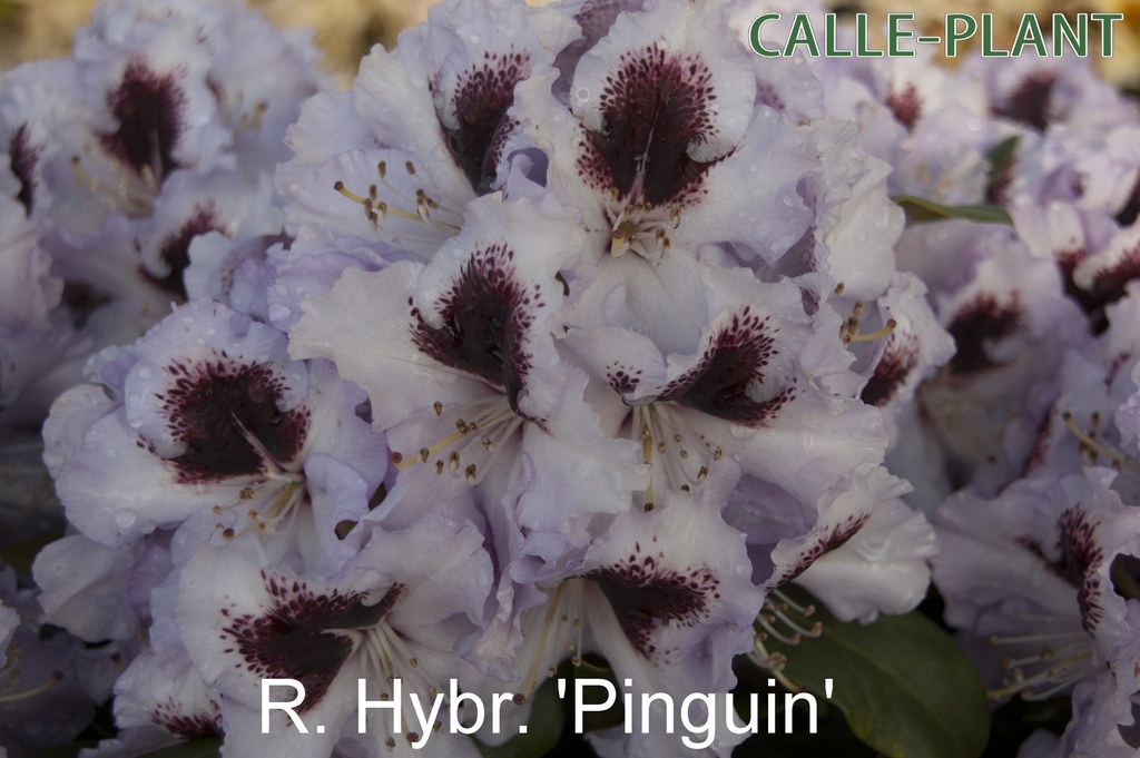 RHODODENDRON 'PINGUIN' (20-25 CM)