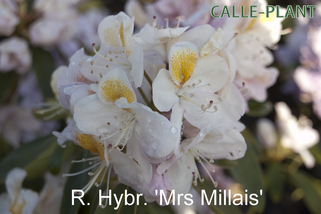 [RHMMI30] RHODODENDRON (P) 'MRS J.G. MILLAIS' (Pot, 30-40 cm)