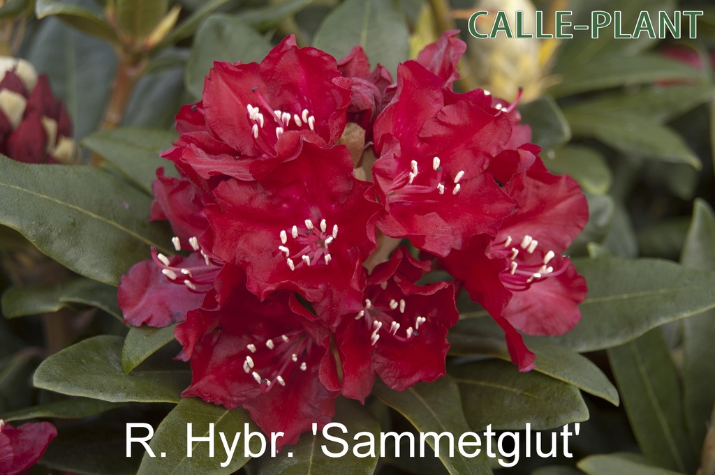 [RHSA30] RHODODENDRON 'SAMMETGLUT' (Pot, 30-40 cm)