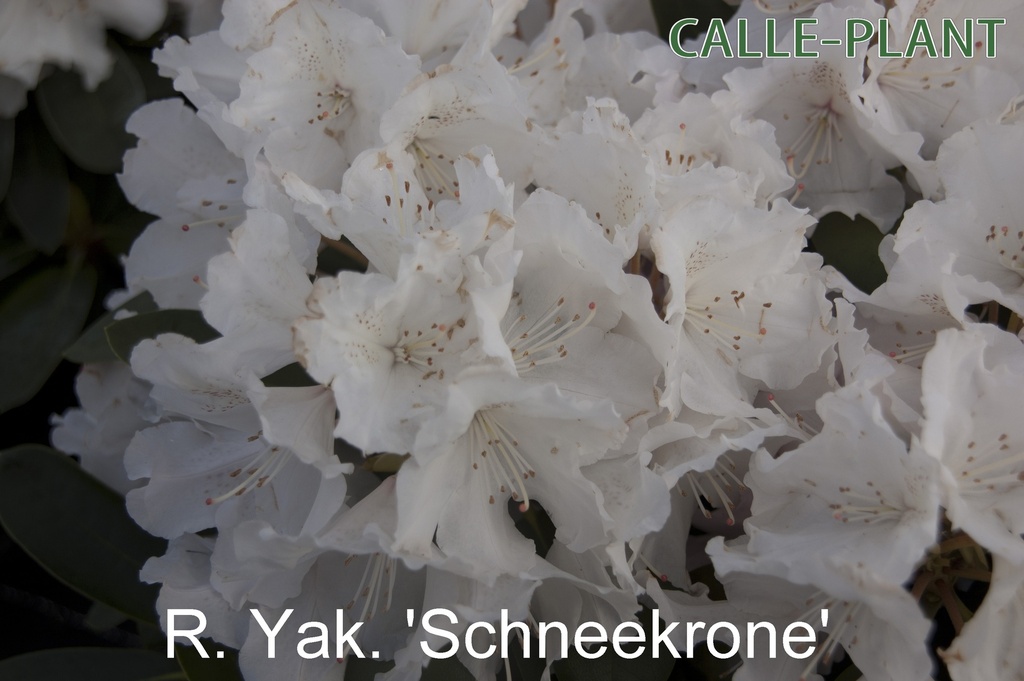 RHODODENDRON 'SCHNEEKRONE' (20-25 cm)