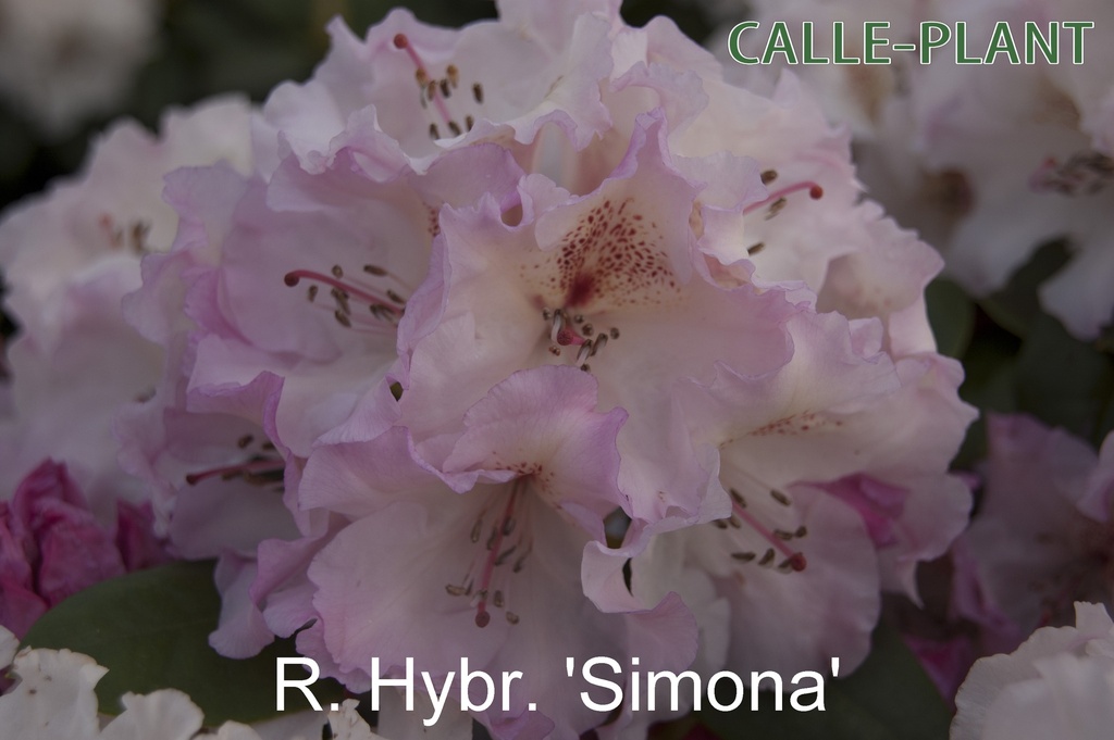 [RHSI30] RHODODENDRON 'SIMONA' (30-40 cm)