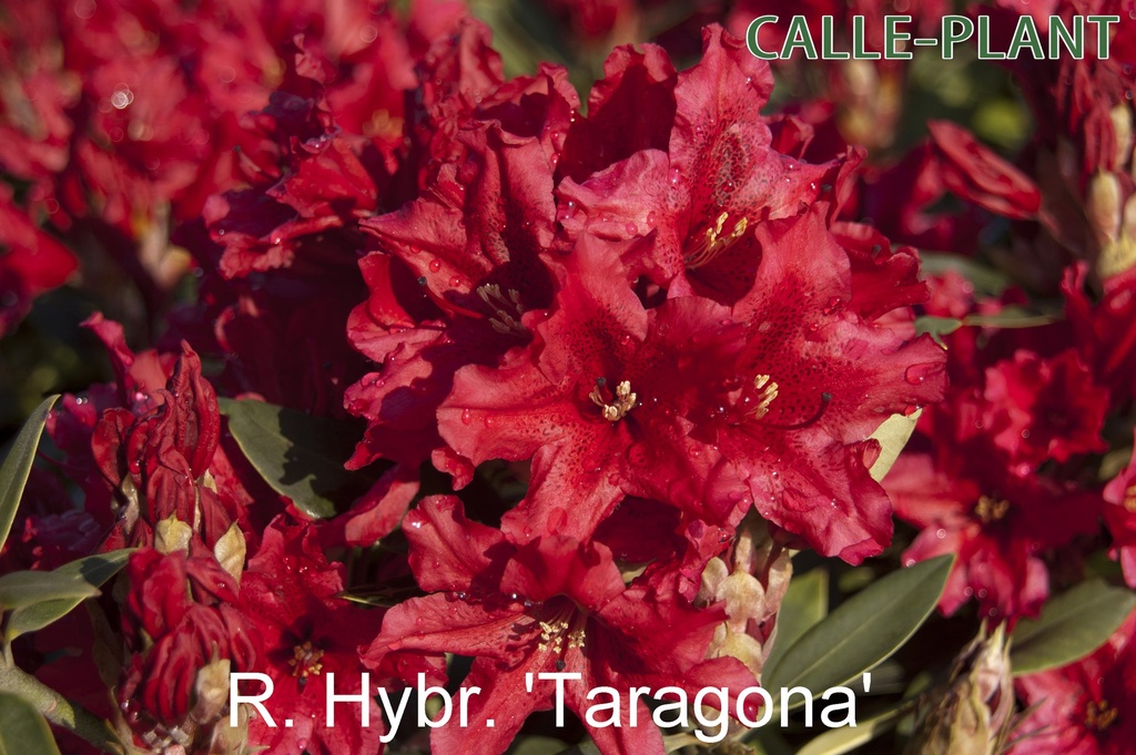 [RHTAR30] RHODODENDRON 'TARAGONA' (Pot, 30-40 cm)