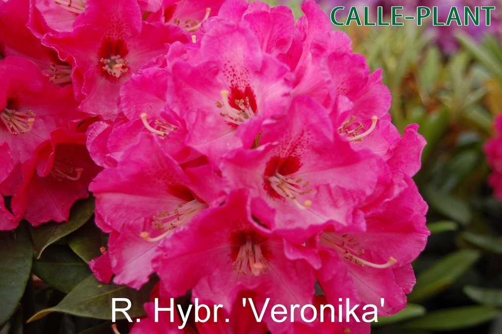 [RHVE30] RHODODENDRON 'VERONIKA' (Pot, 30-40 cm)