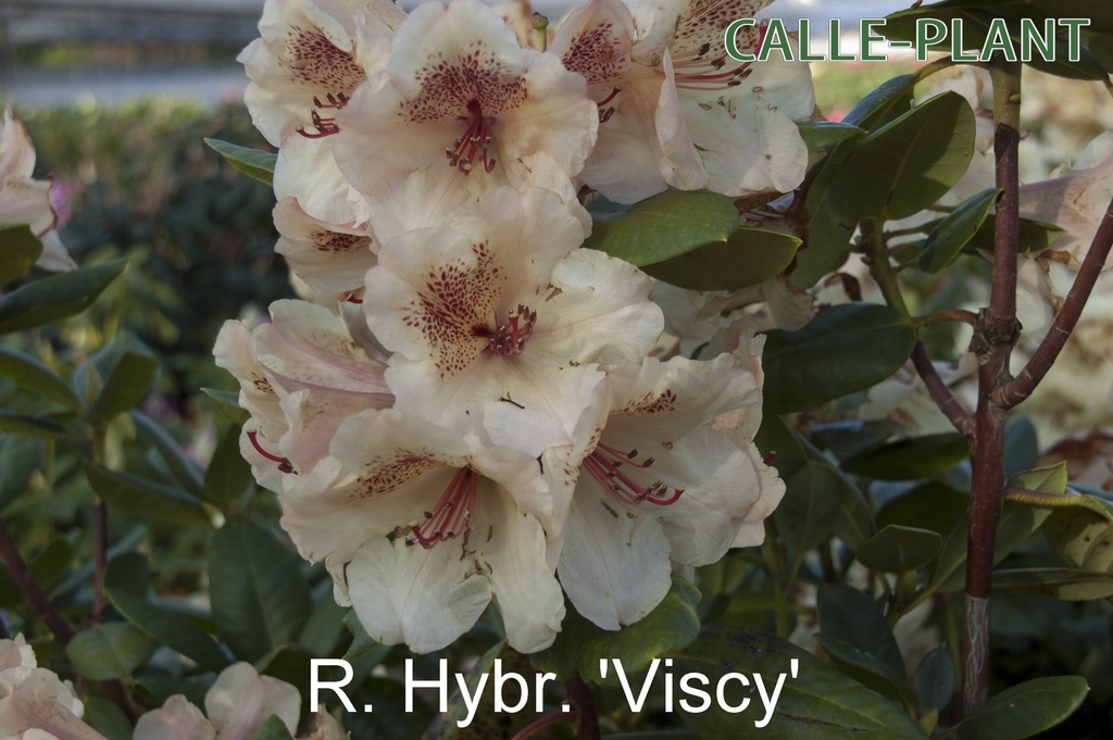 [RHVI30] RHODODENDRON 'VISCY' (Pot, 30-40 cm)