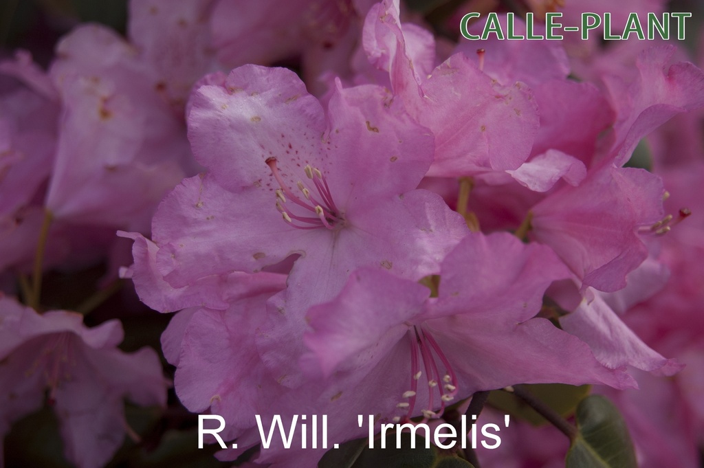 RHODODENDRON (W) 'IRMELIES' (20-25 CM)