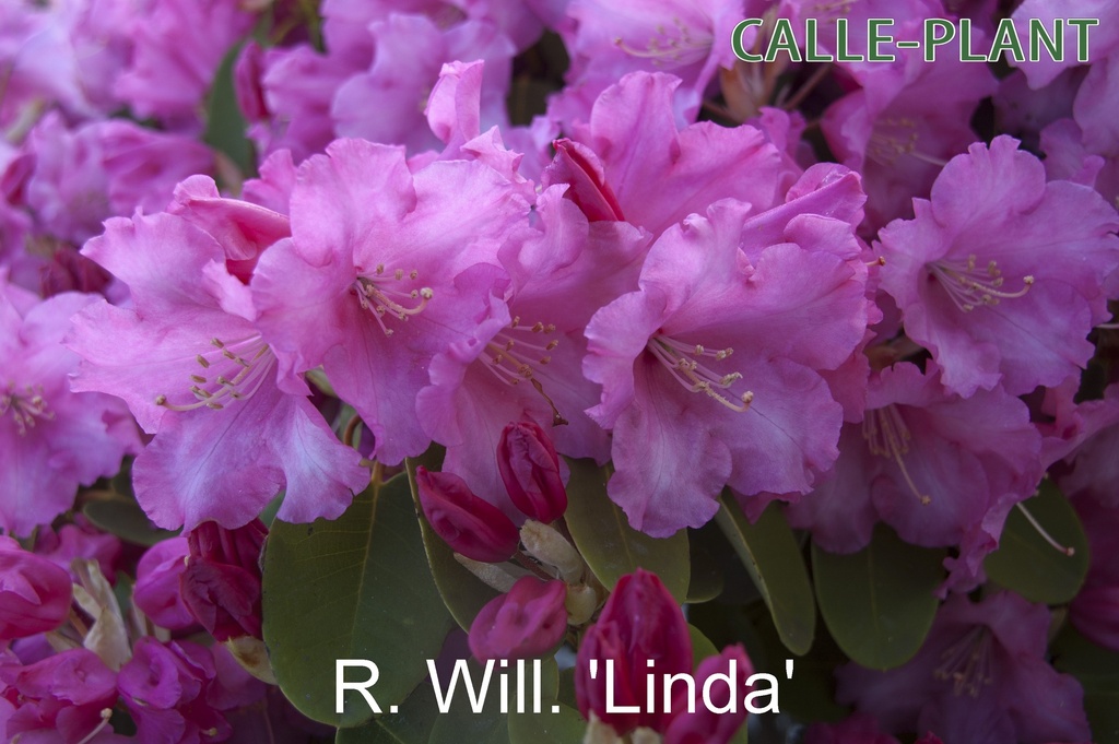 [RWLIN30] RHODODENDRON (W) 'LINDA' (Pot, 30-40 cm)