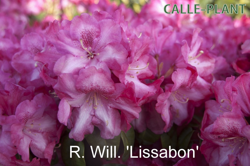 RHODODENDRON (W) 'LISSABON' (20-25 CM)