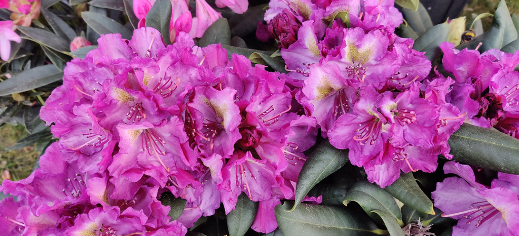 RHODODENDRON (Y) BOHLKEN'S LUPINENBERG (20-25 CM)