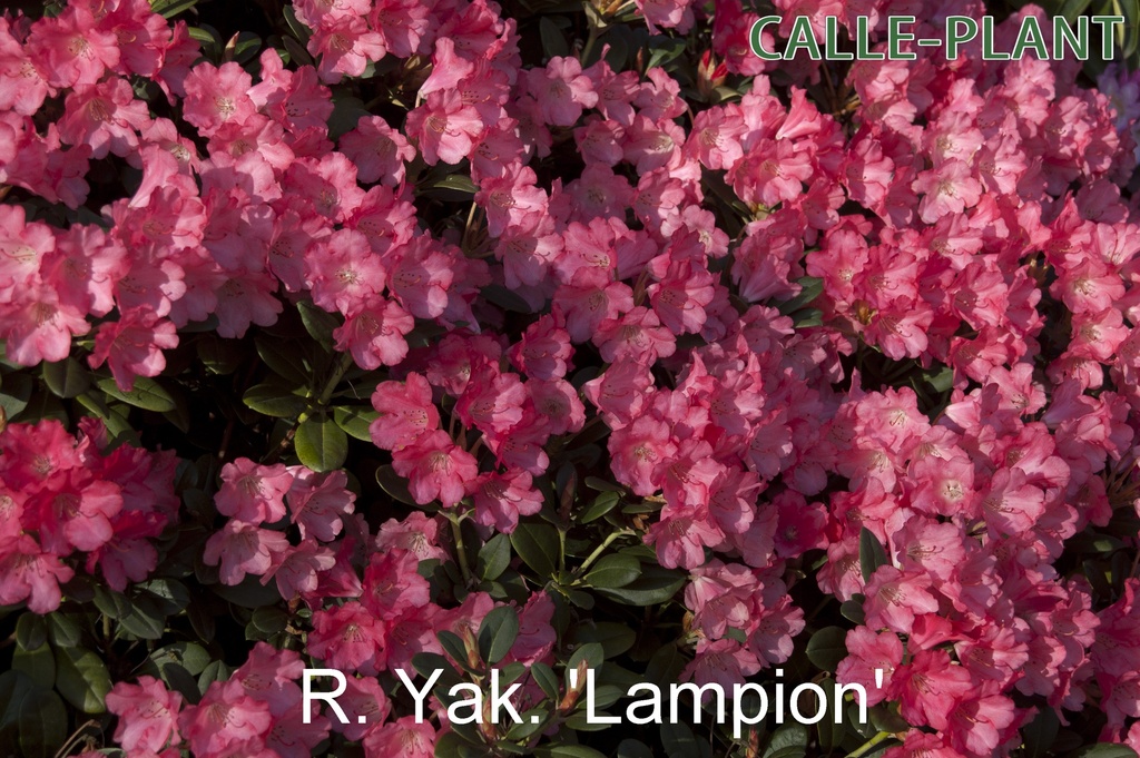 [RYLA30] RHODODENDRON (Y) 'LAMPION' (Pot, 30-40 cm)