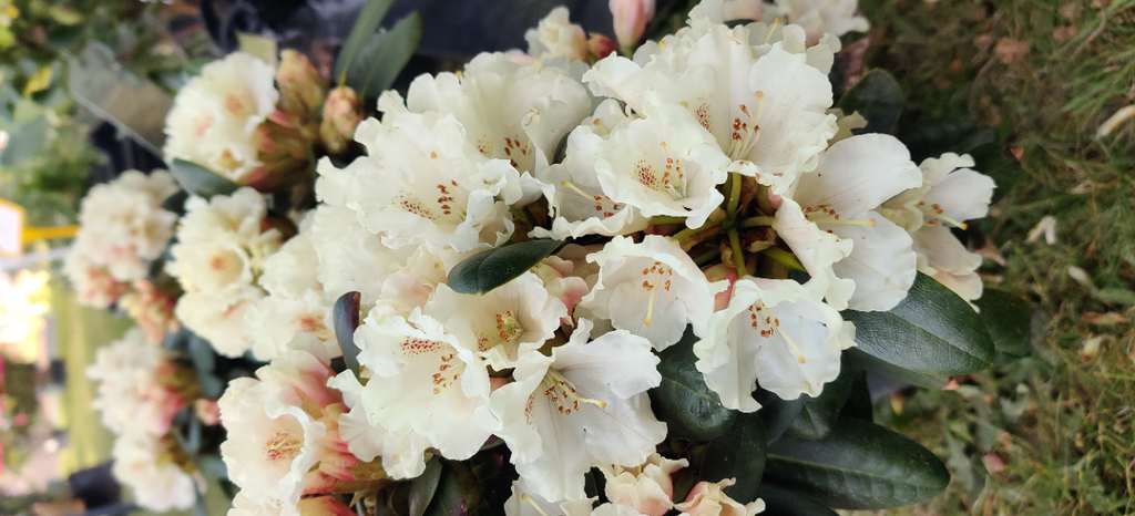 [RYMAR30] RHODODENDRON (Y) 'MARIETTA' (30-40 cm)