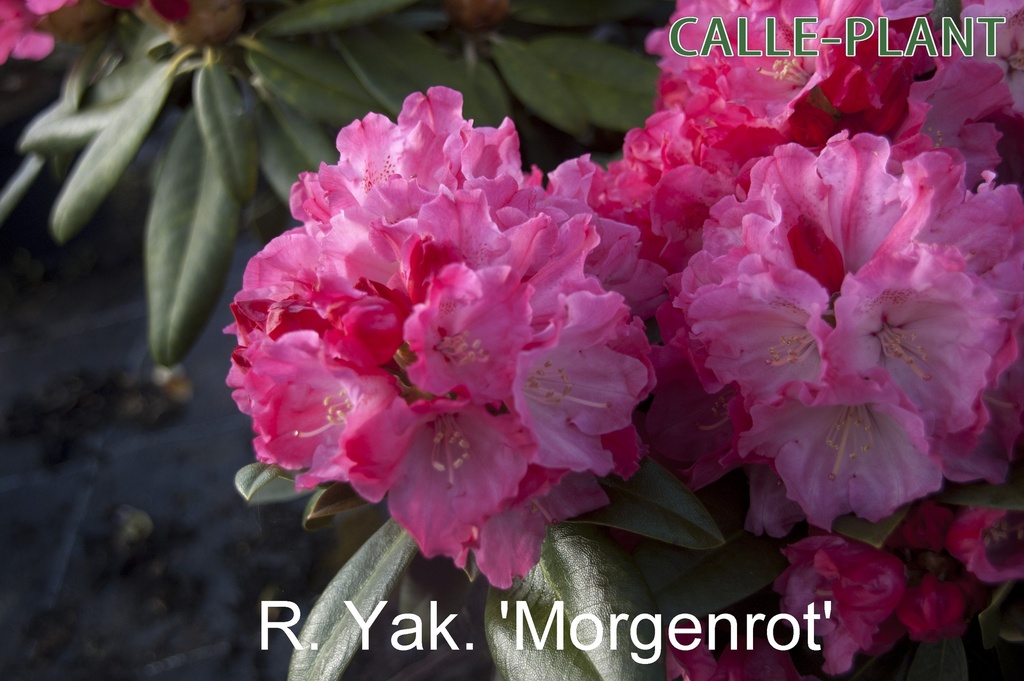[RYMO30] RHODODENDRON (Y) 'MORGENROT' (Pot, 30-40 cm)