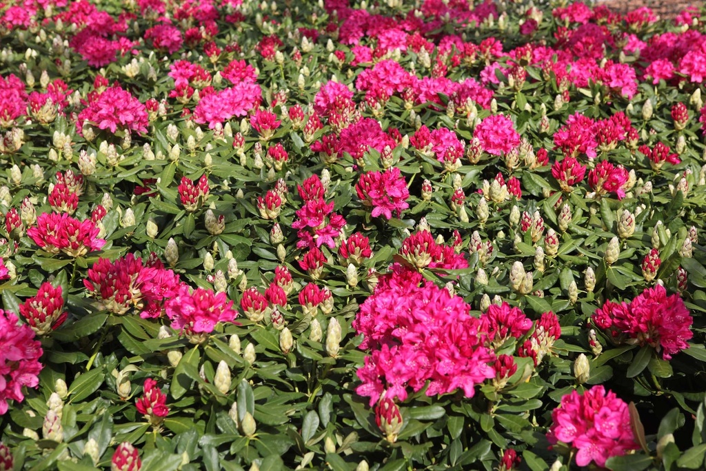 [RNZE50C] RHODODENDRON 'NOVA ZEMBLA' (Pot, 50-60 cm)
