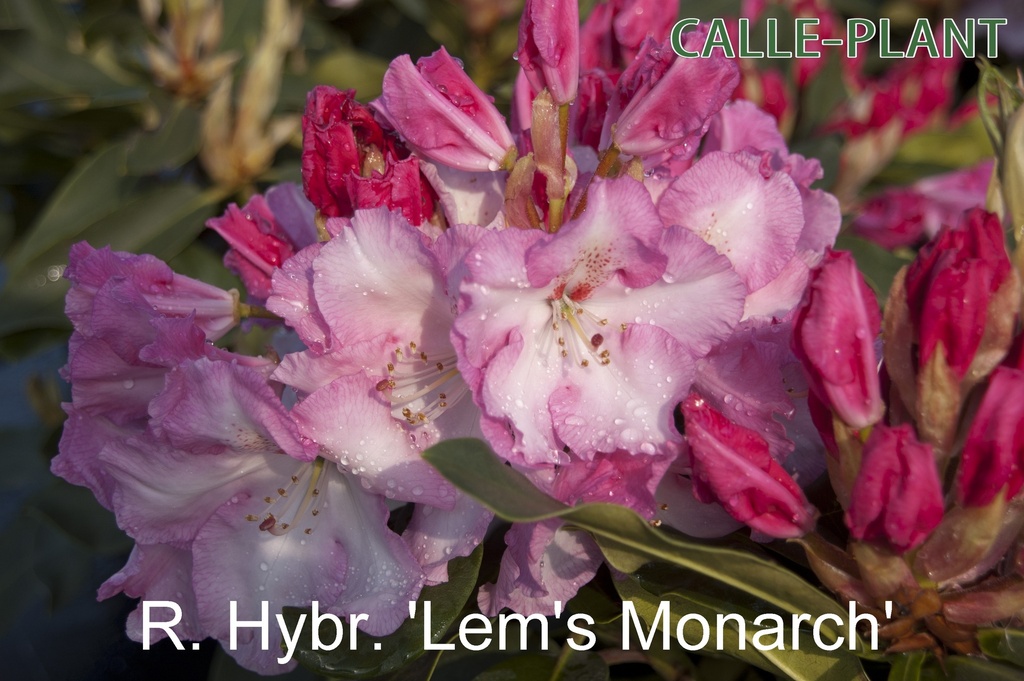 [RHLMO30] RHODODENDRON 'LEM'S MONARCH' (Pot, 30-40 cm)