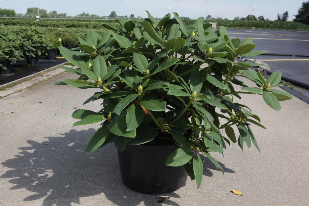 RHODODENDRON 'GERMANIA'