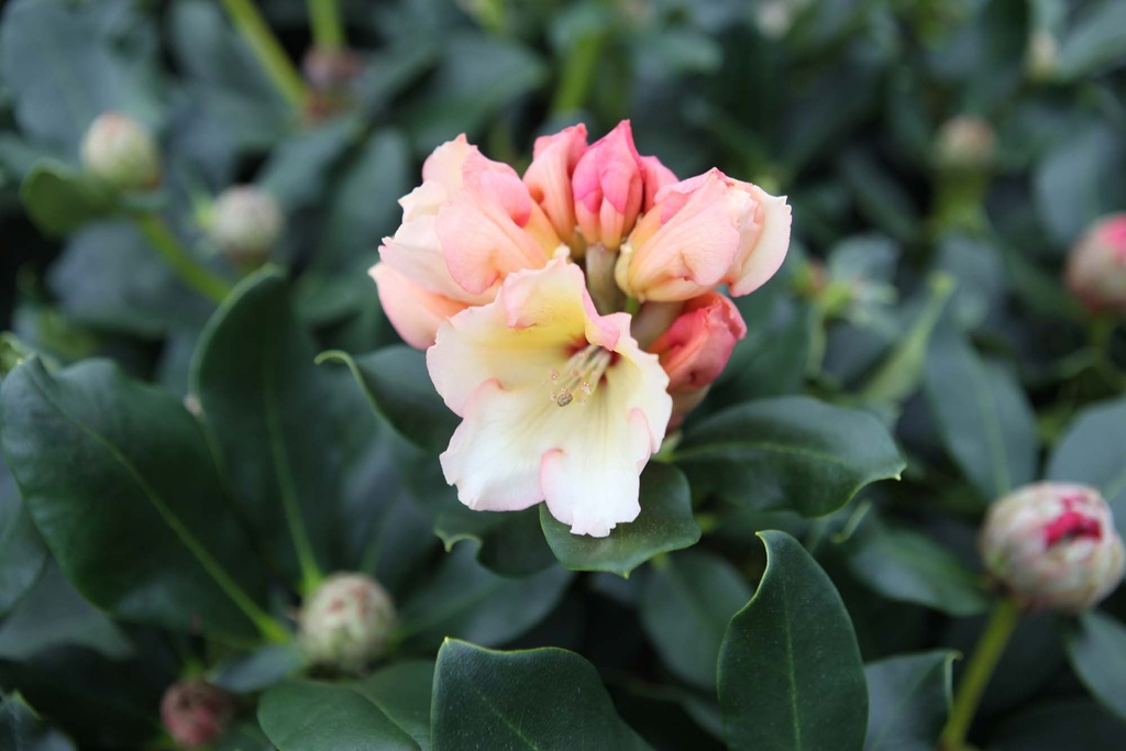 RHODODENDRON 'HORIZON MONARCH'