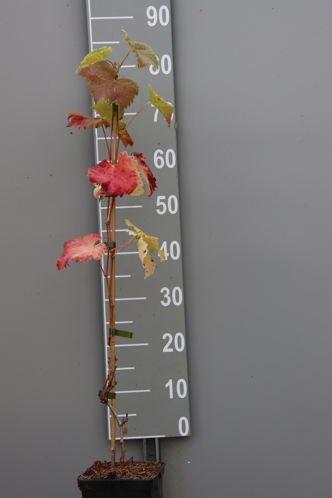 RAISIN 'MÜLLER-THURGAU'