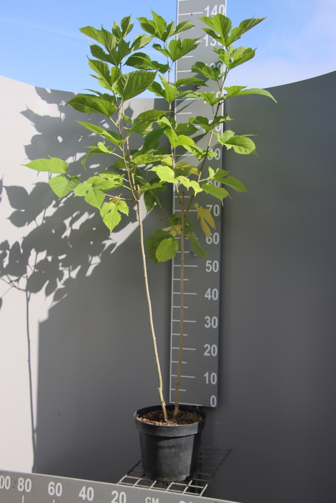 [masts60] MORUS ALBA 'SHIN-TSO' (Pot 2 litres, 60-80 cm)