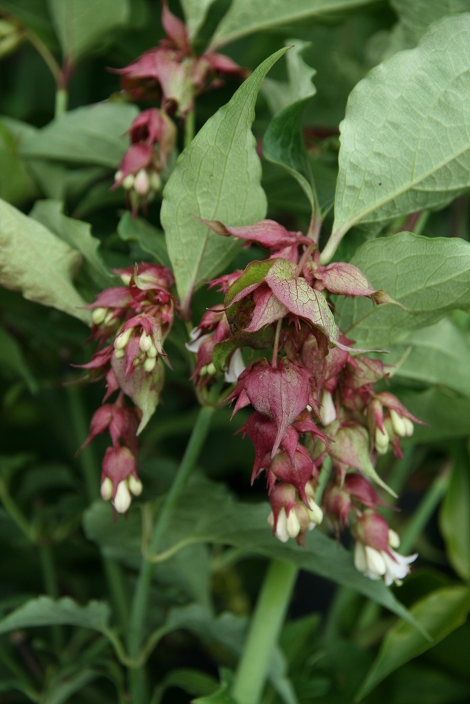 [lfo40] LEYCESTERIA FORMOSA (40-60 cm)