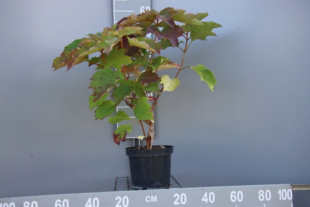 HYDRANGEA QUERCIFOLI