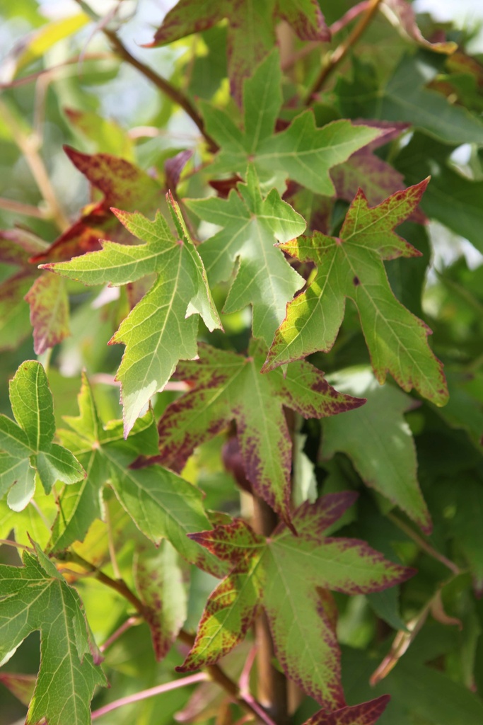 LIQUIDAMBAR STYRACIFLUA 'WORPLESDON'