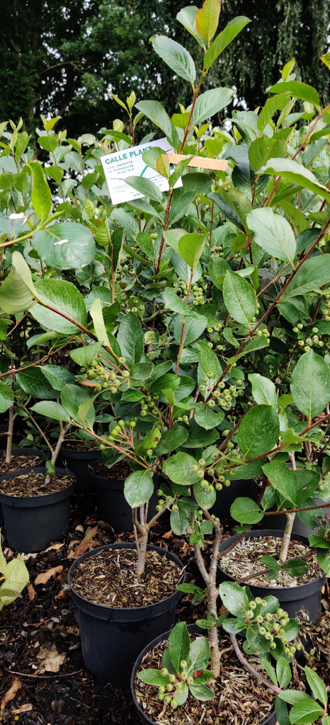 ARONIA MELANOCARPA