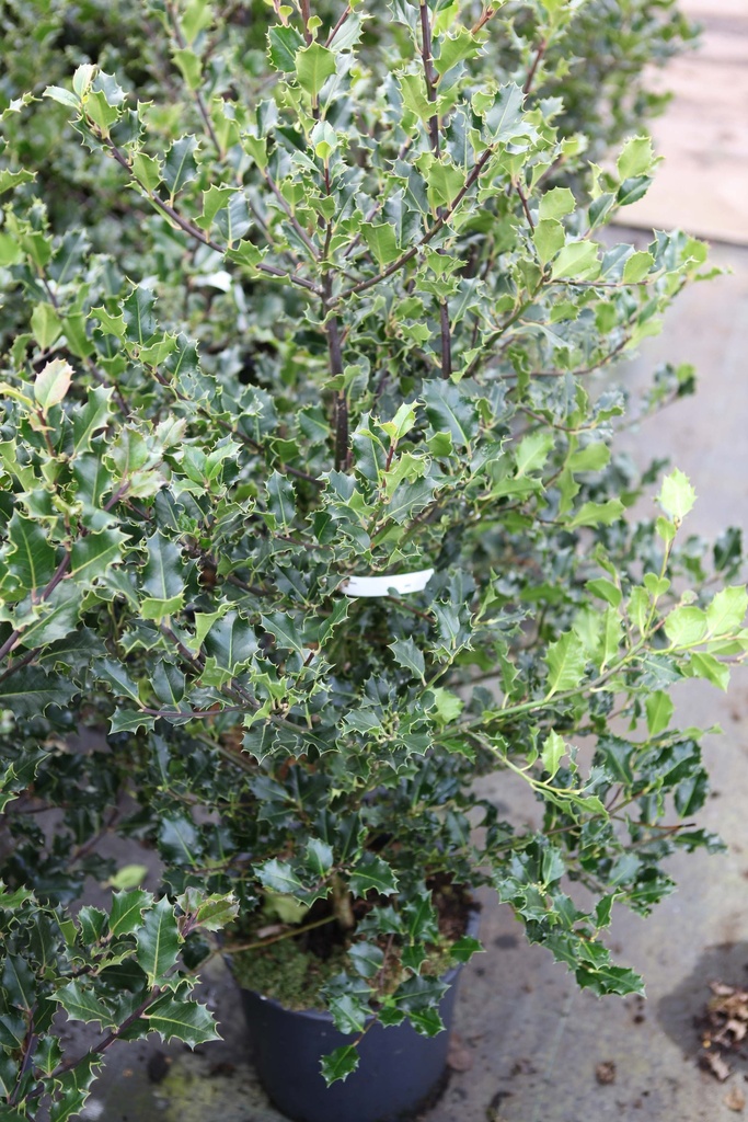 ILEX AQUIFOLIUM