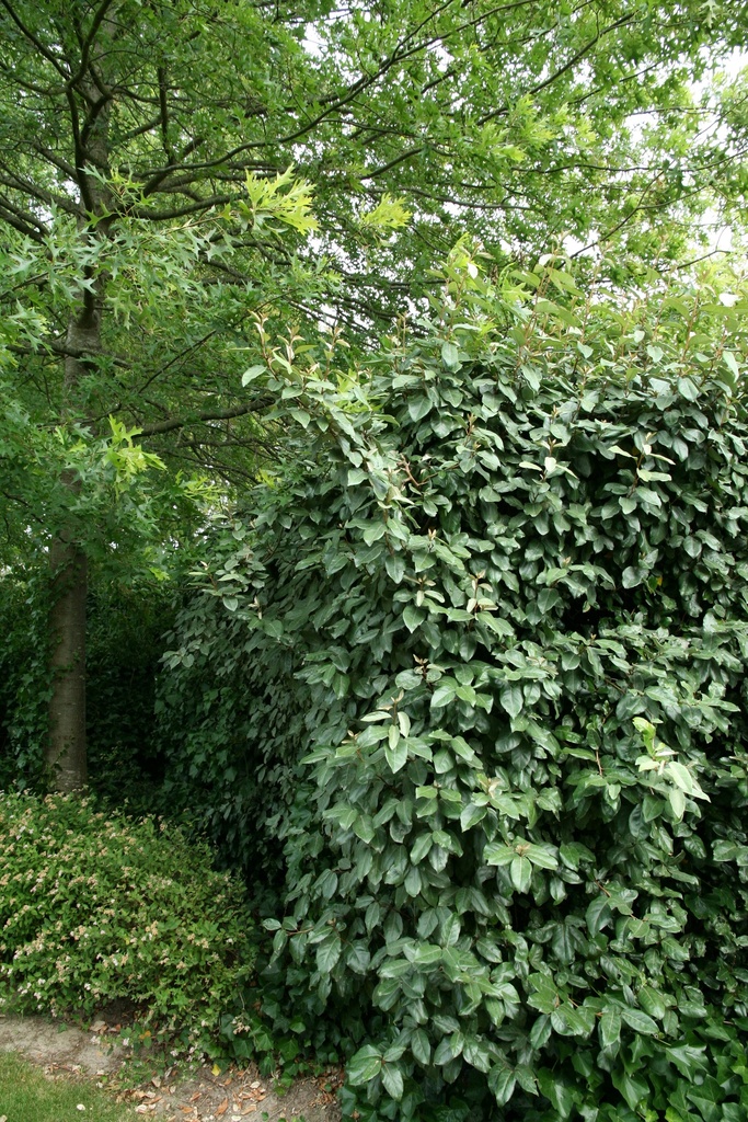 ELAEAGNUS EBBINGEI (Kluit, 50-60 cm)